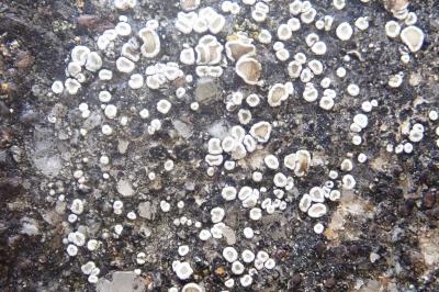 <i>Polyozosia dispersa</i>