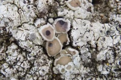 <i>Arthonia apotheciorum</i>