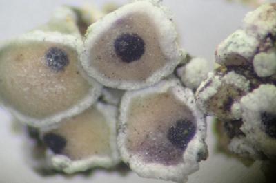 <i>Arthonia apotheciorum</i>