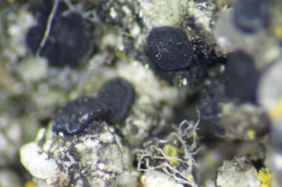 <i>Toniniopsis aromatica</i>