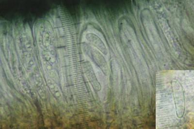 <i>Toniniopsis aromatica</i>
