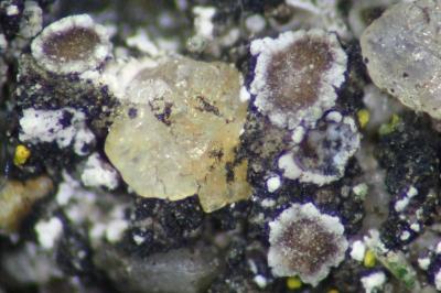 <i>Polyozosia dispersa</i>