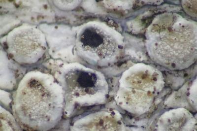 <i>Arthonia varians</i>