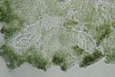 <i>Arthonia varians</i>