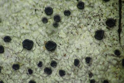 <i>Lecidella elaeochroma</i>