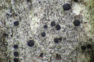 <i>Amandinea punctata</i>