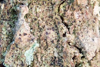 <i>Diarthonis spadicea</i>