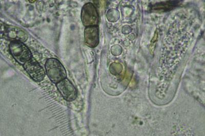<i>Peridiothelia fuliguncta</i>