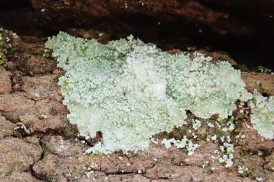 <i>Lepraria finkii</i>