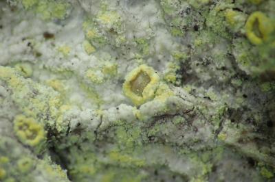 <i>Lecanora barkmaniana</i>