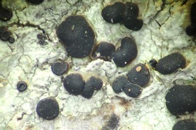 <i>Bacidia laurocerasi</i>