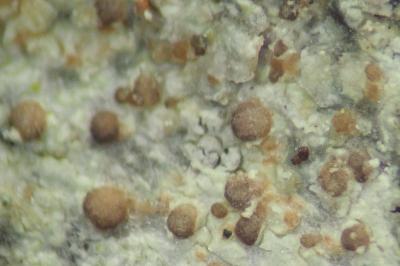 <i>Traponora varians</i>