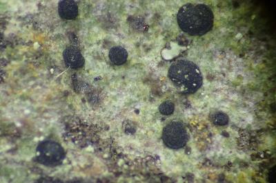 <i>Orcularia insperata</i>