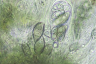 <i>Orcularia insperata</i>