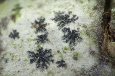 <i>Arthonia radiata</i>