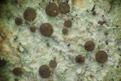 <i>Bacidia arceutina</i>