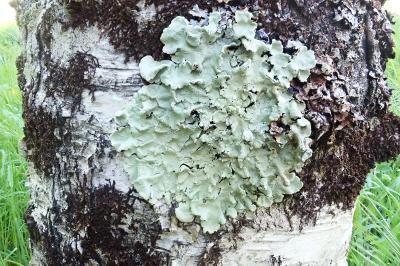 <i>Flavoparmelia caperata</i>