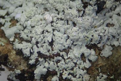 <i>Physcia clementei</i>