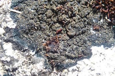<i>Placynthium nigrum</i>
