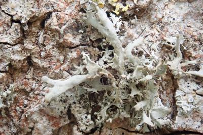 <i>Anaptychia ciliaris</i>