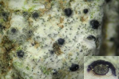 <i>Verrucaria muralis</i>
