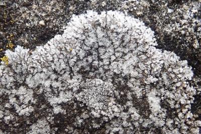 <i>Kuettlingeria teicholyta</i>