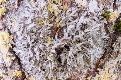 <i>Anaptychia ciliaris</i>