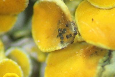 <i>Arthonia parietinaria</i>