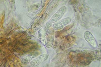 <i>Arthonia didyma</i>