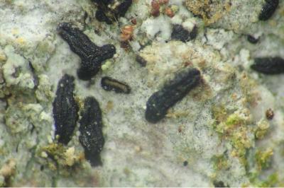 <i>Alyxoria varia</i>
