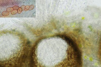 <i>Lichenochora galligena</i>