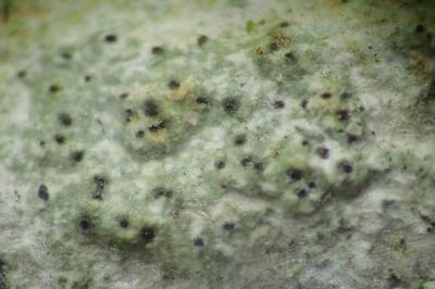 <i>Thelenella modesta</i>
