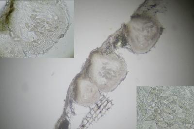 <i>Thelenella modesta</i>