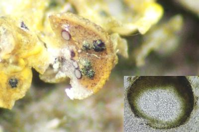 <i>Didymocyrtis epiphyscia</i>