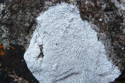 <i>Lepra leucosora</i>