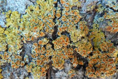 <i>Xanthoria parietina</i>