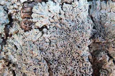 <i>Physcia aipolia</i>