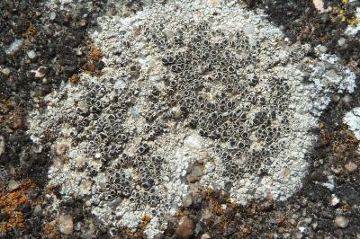 <i>Lecanora campestris subsp. campestris</i>
