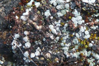 <i>Thalloidima sedifolium</i>