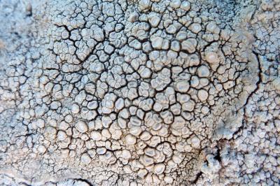 <i>Ochrolechia parella</i>