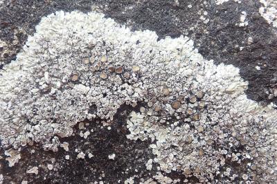 <i>Protoparmeliopsis muralis</i>