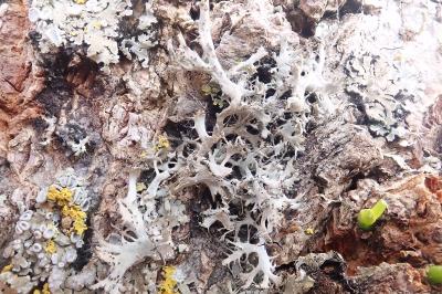 <i>Anaptychia ciliaris</i>