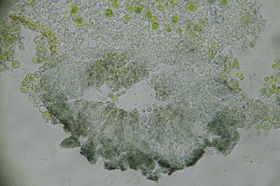 <i>Arthonia parietinaria</i>