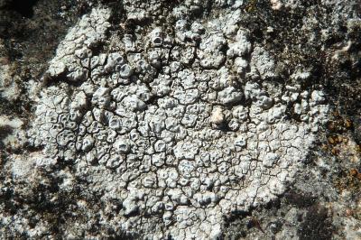 <i>Aspicilia contorta</i>