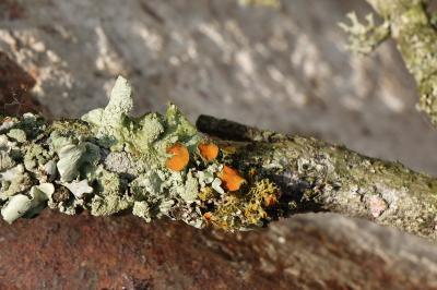 <i>Teloschistes chrysophthalmos</i>