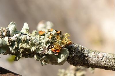 <i>Teloschistes chrysophthalmos</i>