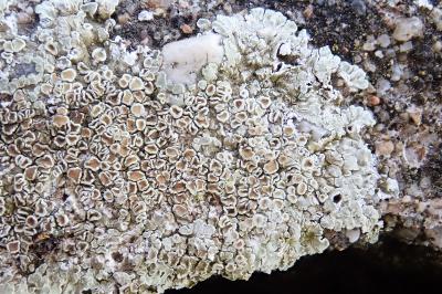 <i>Protoparmeliopsis muralis</i>