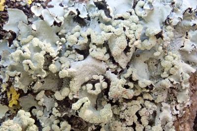 <i>Parmotrema perlatum</i>