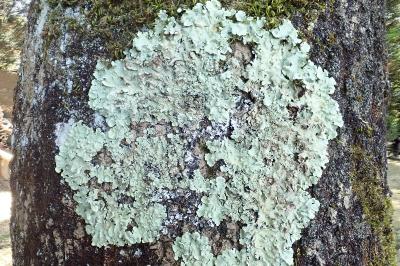<i>Flavoparmelia caperata</i>