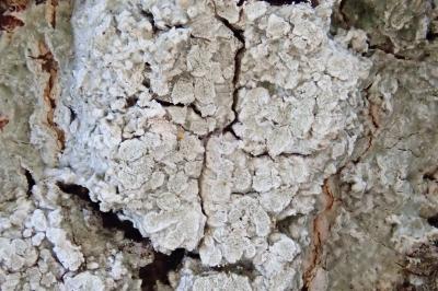 <i>Lepra albescens</i>